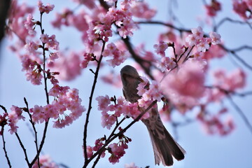 桜の木とヒヨドリ