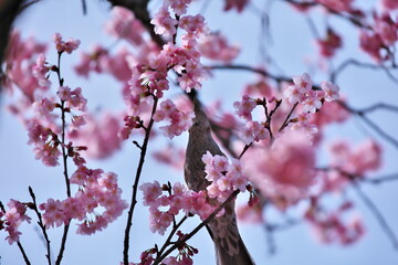 桜の木とヒヨドリ