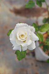 fresh rose flower in a garden