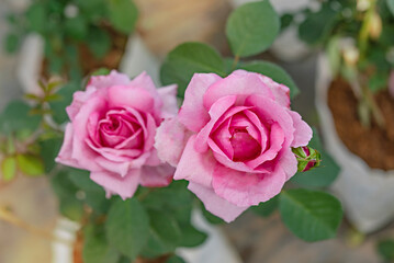 fresh pink rose flower in a garden