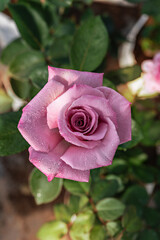 fresh pink rose flower in a garden