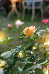 fresh rose flower in a garden