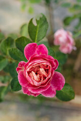 fresh pink rose flower in a garden