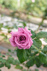 fresh pink rose flower in a garden
