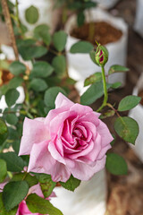 fresh pink rose flower in a garden