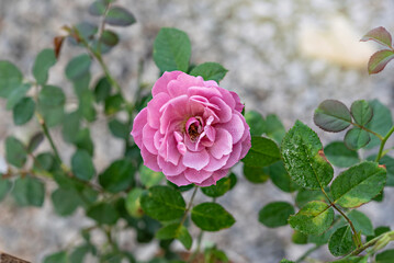 fresh rose flower in a garden