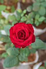 fresh red rose flower in a garden