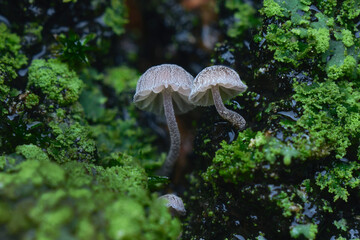 mushrooms and moss on wet tree bark super macro