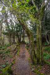Fototapeta na wymiar autumn forest with pathway