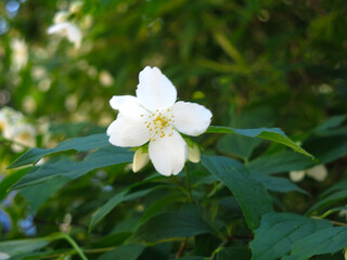 delicate white jasmine blooms in the garden in summer