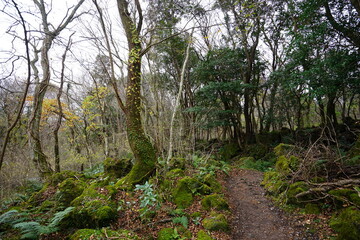 mossy rocks and bare trees in autumn forest