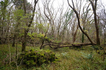 mossy rocks and bare trees in autumn forest