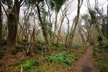 autumn forest path through fern and bare trees