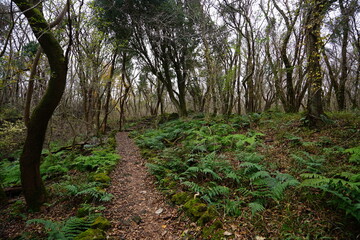 autumn forest path through fern and bare trees