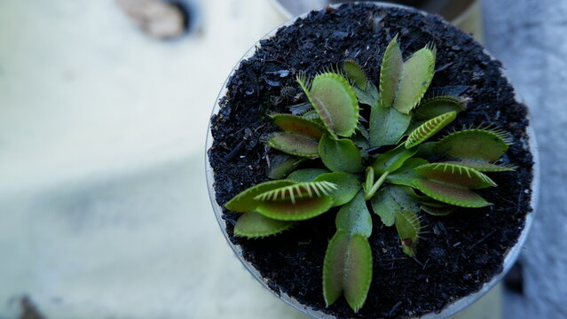 Planta Carnivora Dionaea Muscipula