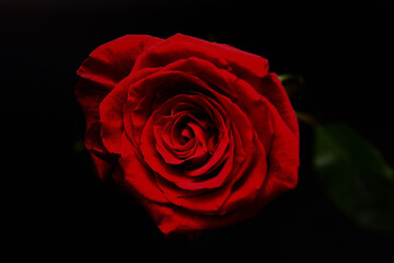 一輪の真赤なバラ