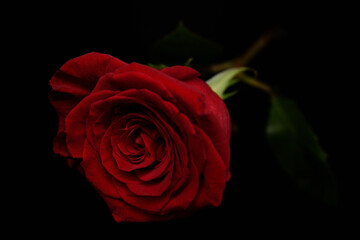 一輪の真赤なバラ