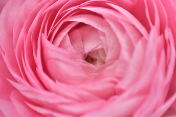 ピンク色のバラのクローズアップ