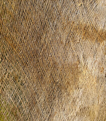 bark the petiole dry of coconut