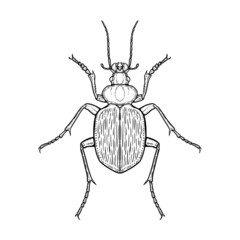 Ground beetle. Vector illustration in graphic style isolated on white background.