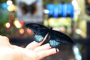 Butterfly sits on human hand palm spread its wings against blurred background © Gioia