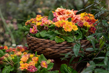 Potted houseplant in full bloom with colorful flowers in wicker flowerpot in home patio garden