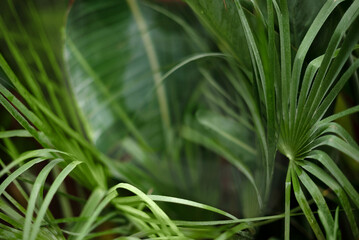 blurred  green palm leaves natural tropical  background