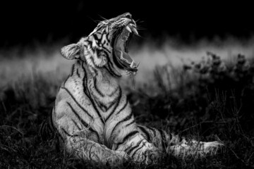 angry wild bengal tiger fine art portrait in isolated black and white bacground yawing with long canines during outdoor wildlife safari at forest of central india - panthera tigris tigris