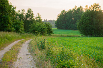Nature landscape in the park.