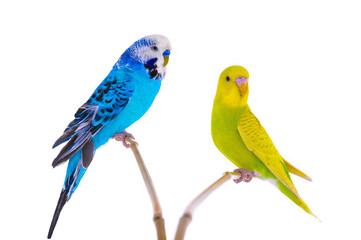 Two budgie isolated on white background