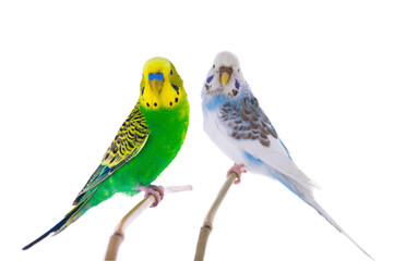 white budgie and green budgie isolated