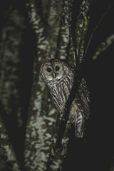 Barred Owl