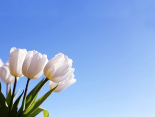 White tulips on a blue sky background