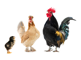 black rooster sings and brown chicken isolated on white background