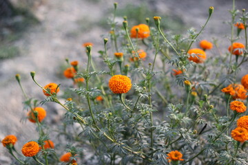 Marigold flowers blooming in the marigold field