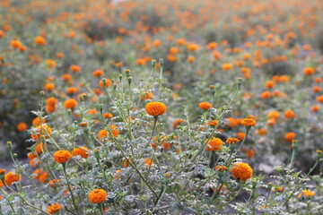 Marigold flowers blooming in the marigold field