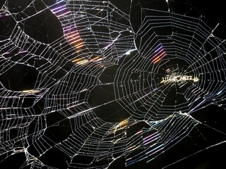 Backlit spider web on dark background