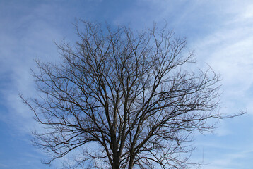 Elm tree crown