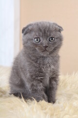 british kitten