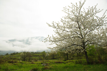 Abruzzo - Spring blooms on the Majella plateau.