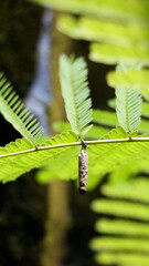 cocoon of an insect hanging from the branch of a fern plant