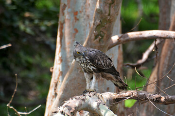 Changeable Hawk Eagle - Habrana Sri Lanka