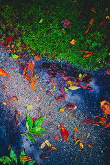 Fototapeta na wymiar Leaves Captured in Fall