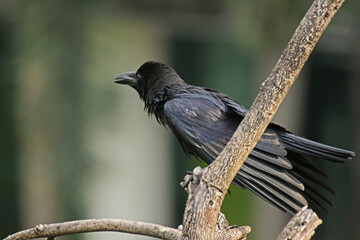 The crow on a branch