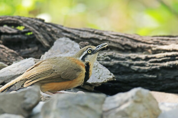 The Lesser Necklaced Laughingthrush in nature