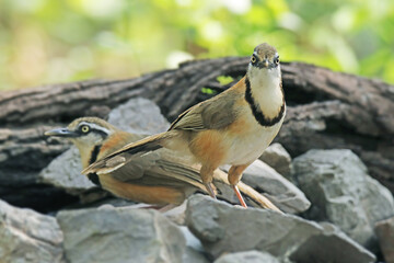 The Lesser Necklaced Laughingthrush in nature