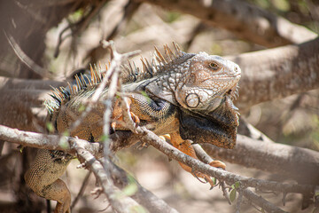 Iguana posada en un árbol