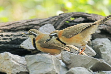 The Lesser Necklaced Laughingthrush in nature