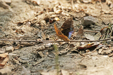 butterfly on the ground