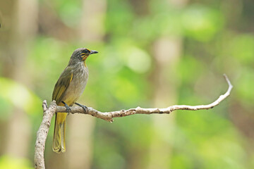 The Stripe-throated Bulbul on a branch